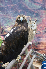 eagle and owl at the bird show