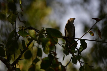 a small bird on a branch