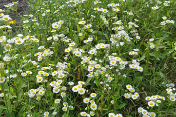 In the meadow, blooms in the wild Erigeron annuus