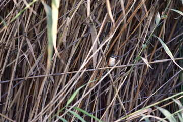 a small bird on a branch