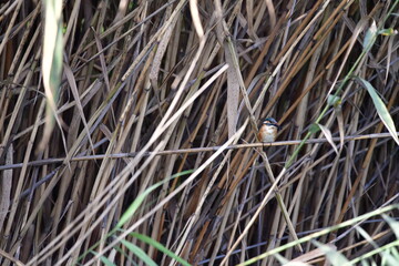 a small bird on a branch