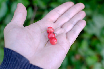 hawthorn berries in the palm of your hand .blurred background with bokeh