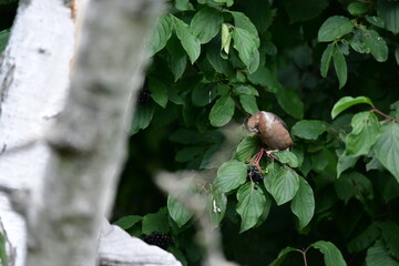 a small bird on a branch