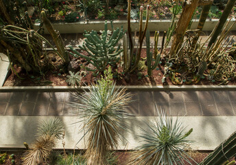 View of the empty greenhouse cactus and succulent plants collection in the royal Botanical Garden,...