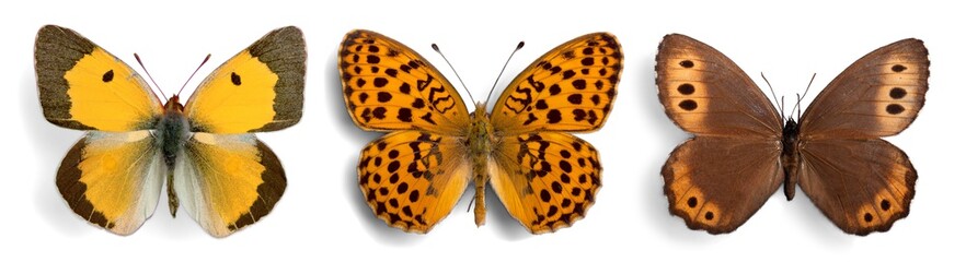 Butterfly.