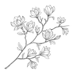 Hand drawn magnolia flowers and leaves drawing illustration.