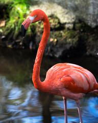 Flamingo stock photos. Flamingo close up profile view in the water displaying its beautiful feathers, head, beak, eye, in its environment and habitat. Image. Portrait. Picture. Photo