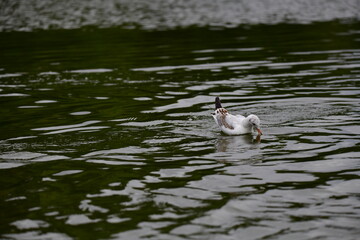seagull on the water