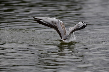 seagull on the water