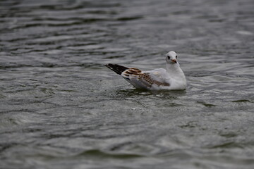seagull on the water