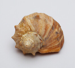 Sea shell isolated on white background. Ocean life.
