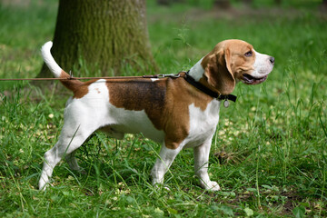 Naklejka na ściany i meble Beagle hunting dog on a leash walks in the park