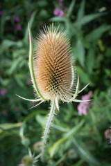 Wilde Karde Distel verblüht