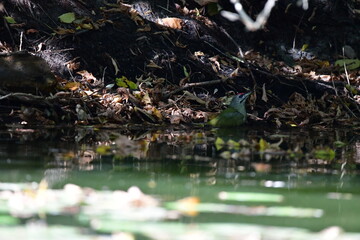 yellow bird on the water