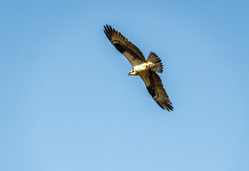 Osprey Flying across a Lake.