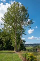Blick mit Baum über Schönholthausen