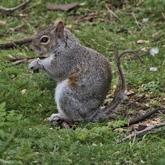 squirrel in the park
