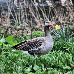 goose on the meadow