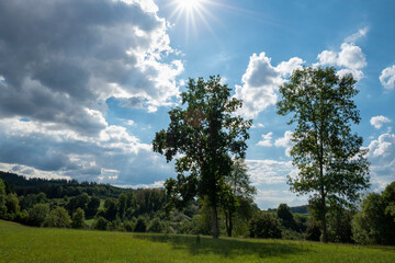 Obraz premium Wiese mit Baum und Sonne