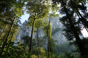 austrian alps, salt chamber, forest, rock