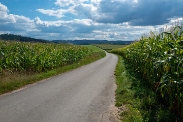 Strasse durch ein Maisfeld im Sauerland