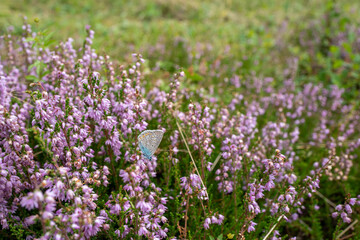 Blühendes Heidekraut mit Schmetterling