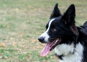 Black and white collie playing  on the grass