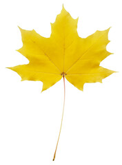 Yellow autumn maple leaf.