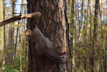 Серая белка