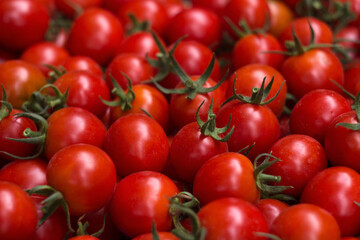 Lots of red round tomatoes with green cuttings, background texture. Ripe vegetables, freshly harvested