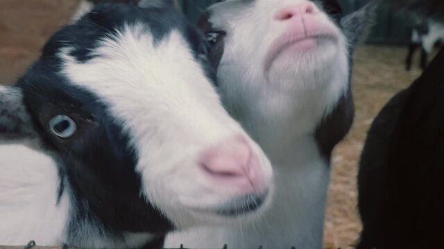 Adorable group of goats up close looking for food