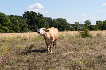 Domestic light cow grazes in the meadow.