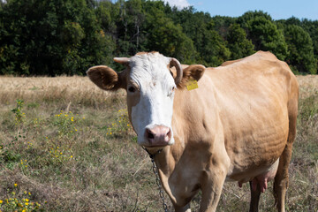 A light brown cow with a white spot on its face and horns of different shapes grazes in the meadow.