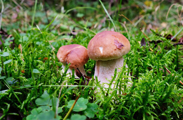 Two porcini mushrooms