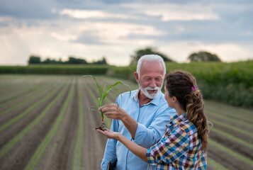 Farmers looking at corn plant with root in field