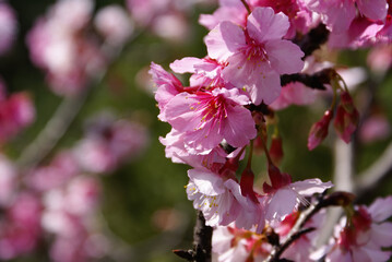 Fototapeta premium Sunny view of the beautiful cherry blossom at Wulai district