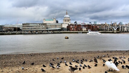Fototapeta na wymiar A view of St Pauls Cathedral with Swans and pigeons in the foreground
