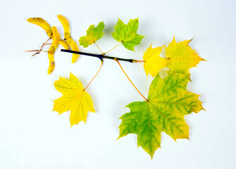 Autumn yellow maple branch on a white background. Autumn maple branch isolated on white background