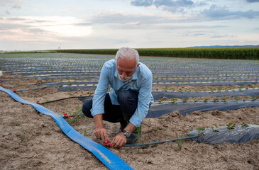 Farmer fixing watering pipes in strawberry field