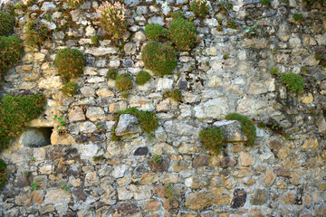 pared.musgo,muralla
