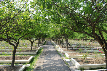 Obraz premium Plum tree tunnel in Chiang Kai-Shek Shilin Residence