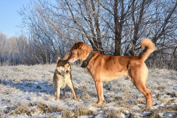 dog running in the snow