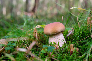 Boletus in the forest