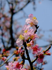 Sunny view of the beautiful cherry blossom