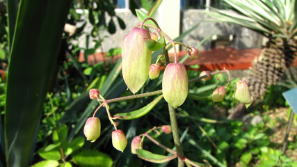 Close up shot of Bryophyllum pinnatum