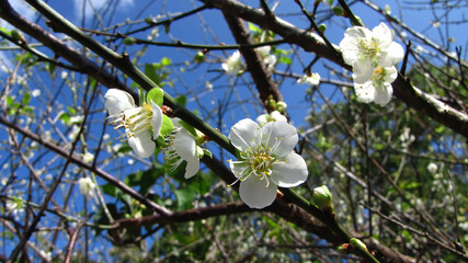 Close up shot of white Plum flower blossom