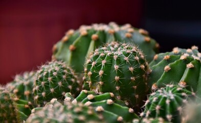 close up of cactus