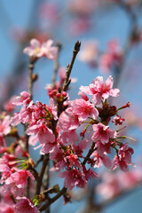 Sunny view of the beautiful cherry blossom