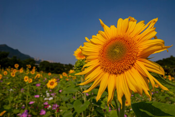 Close up shot of sunflower blossom