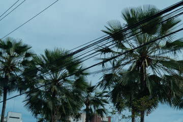 some palm trees, energy cables and a cloudy sky 